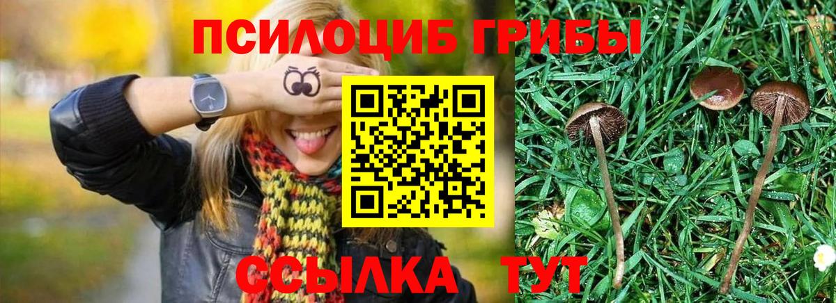 Отрадный  магазин продажи   Псилоцибиновые грибы Cubensis  Вход с VPN  Псилоцибиновые грибы Psilocybe 